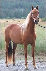 De quelle couleur est la robe de ce cheval ?