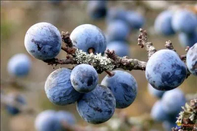 Les prunelles d'un joli bleu fonc sont-elles comestibles ?