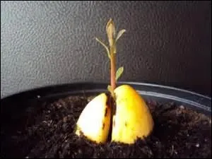 L'arbre est de la famille des Lauraceae, et originaire du Mexique. Quel est ce noyau ?