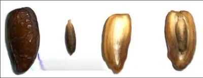 On l'appelle familirement  noyau , envelopp dans une membrane trs dure qui est en fait la graine. De quel fruit provient-il ?