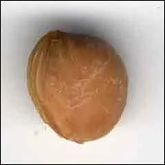 Petit fruit charnu, brillant, quelquefois jaune, mais le plus souvent rouge. La chair sucre, ferme et savoureuse nous enchante. Voil un noyau de :