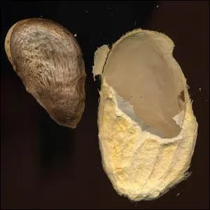 Ce fruit se consomme frais. Sa structure permet de raliser de jolies prsentations. De quel fruit est ce noyau prsentant un feutrage de filaments situs autour de lui ?