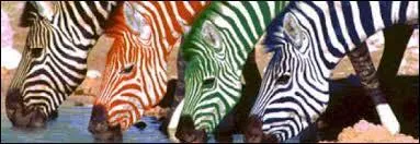 Comment s'appelle le croisement entre une jument et un zbre ?