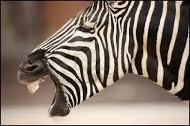 Le zbre...