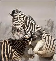 Quels sont les prdateurs des zbres dans la nature ?