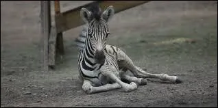 Comment s'appelle le petit du zbre ?