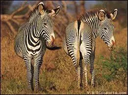 La femelle du zbre peut-elle en avoir deux dans son ventre ?