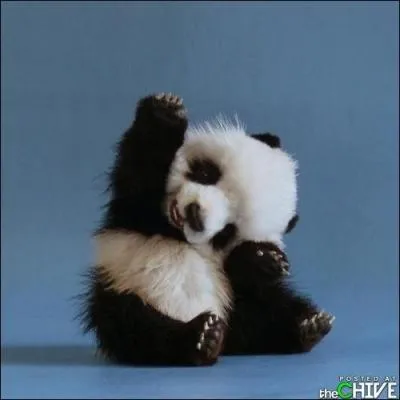 J'observe l'image et je vois : un bb panda brun et blanc !