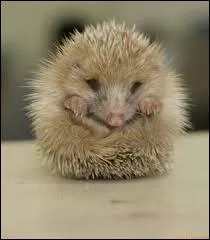 J'observe l'image et je vois : un hrisson ayant de nombreuses piques !