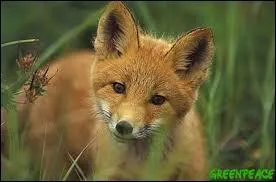 J'observe l'image et je vois : un renard entre les herbes !