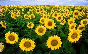 J'observe l'image et je vois : des tournesols aux ptales jaunes !