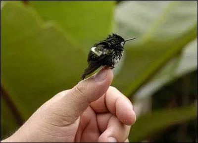 Cet oiseau est l'un des plus petits oiseaux au monde. Il nous vient d'Amrique et il est en voie de disparition. Comment s'appelle-t-il ?