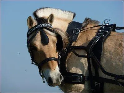 Ce cheval est attel, srement prt  partir en attelage. Quelle est sa race ?