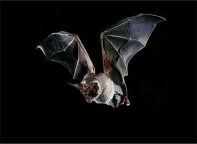 Je volette silencieusement dans le noir. Et quand j'entends un insecte grce aux ultrasons qu'il met, je fonce dessus et le mange. Je ne suis active que la nuit et je dors le jour la tte en-bas. Je suis, je suis :