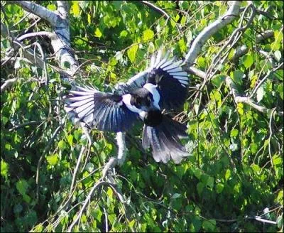 Selon des rumeurs, on dit de moi que je suis un oiseau voleur, et que j'attrape tout ce qui brille. Pourtant, je ne fais rien de mal et je mne juste une vie d'oiseau. Je suis :