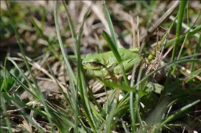 Je suis un amphibien qui a de grandes pattes, qui pond en grappe d'oeufs dans les mares ou les tangs. Je suis :