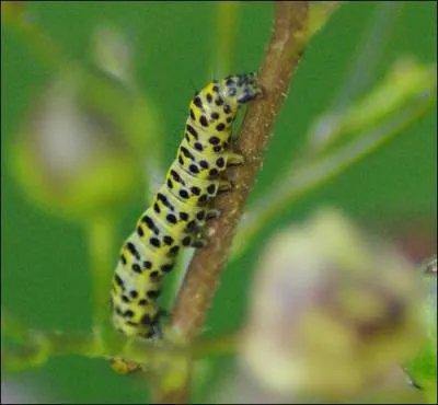Ma prochaine mtamorphose est un grand insecte magnifique avec des ailes qui sont parfois de toutes les couleurs. Je suis :