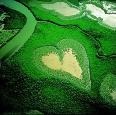 Formation vgtale naturelle de quatre hectares dans la mangrove. Dans quelle rgion du monde se situe le  Coeur de Voh  ?