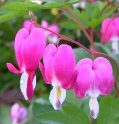 Plante vivace de la famille des Papavraces, cultive pour ses fleurs roses et blanches trs dcoratives, le Coeur de Marie est galement appele...