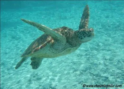 Dis le nom de cet animal en anglais :