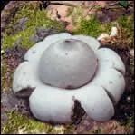 Mais ma parole ! C'est un champignon extra-terrestre ou alors plutôt un :