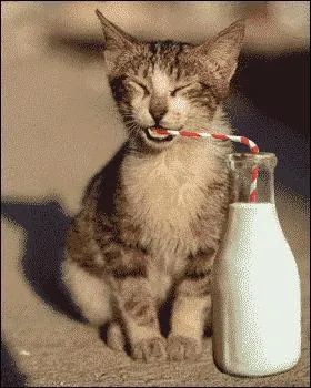 Un lait  vachement  bon ! Le lait de la jument est-il comestible ?