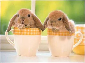 Ils ont dj bu la tasse, pas de bol ! Le luwak est un caf prpar  base de graines de caf issues... du luwak :