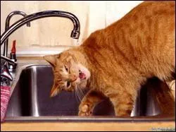 Une petite soif ? La premire boisson au cacao, donc de chocolat chaud, date de :