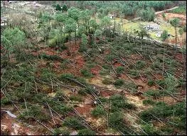 Cruelle image ! La fort des Landes a t dvaste en Janvier 2009 par la tempte ...