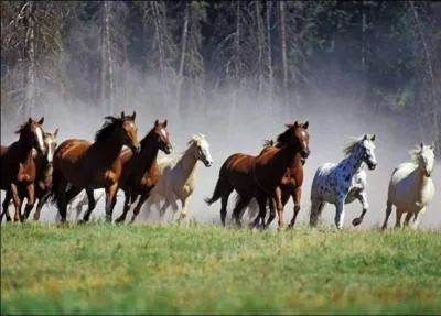 Les chevaux sont-ils des mammifères ? Pourquoi ?