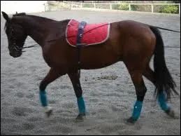 Lequel est le plus grand ?