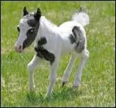 Lequel est le plus petit ?