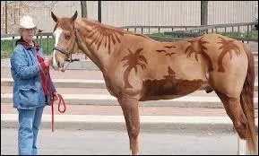 Le cheval est tondu en ?