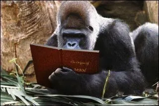 Un vrai  dicophile  ! Mais au fait, que veut dire  la, la, la  ?