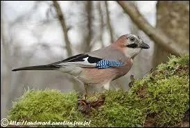 Le mot commence par : Pro ...