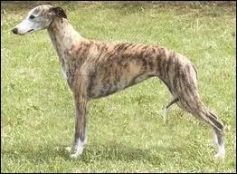 Quelle est la race de ce chiot ?