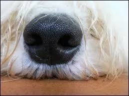Comment appelons-nous le nez d'un chien ?