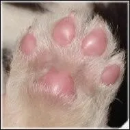 Que trouve-t-on sous la patte d'un chien ?