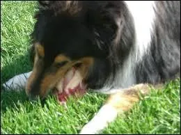 Quel est le type d'alimentation du chien ?