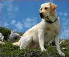 Quelle est la race de ce chien ?