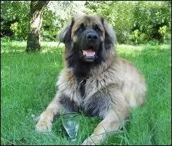 Quelle est la race de ce chien ?