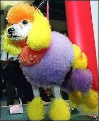 Quelle est la race de ce chien ?