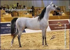 Comment dsigne-t-on un cheval qui est blanc sur le corps et noir sur les jambes ?