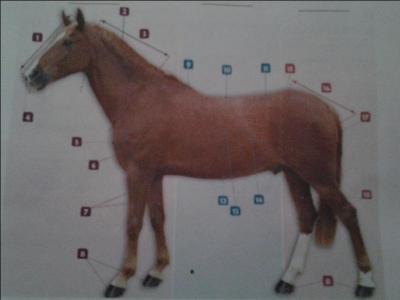 Quelles sont les parties principales du cheval ?