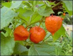 Que sont fleurs ravissantes en compositions sches ?