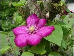 Comment se nomme cette fleur de la famille des renonculaces ?