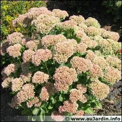 Quelle est cette plante ?