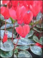 Connaissez-vous le nom de celle-ci qui se conservera bien deux mois dans votre salon ?