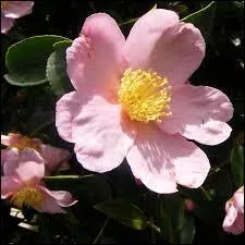 Reconnaissez-vous celle-ci ?