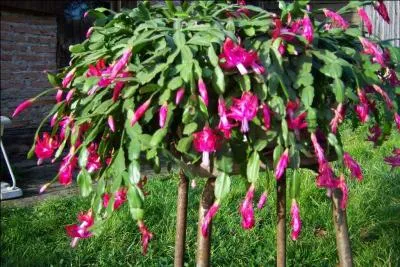 Plante grasse qui fleurit  l'automne, la reconnaissez-vous ?